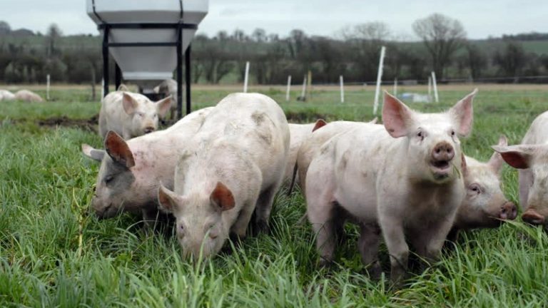 Mystery pork leaves Australian shoppers in the dark